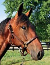 100 Stall A ACL STUTERI presenterar: PERFECT SCORE ÅS 17-1162 brun hingst f. 14 april 2017 0% franskt blod, 15% inavel En av fyra svenskfödda Yankee Glide 2O17! YANKEE GLIDE 1.10,2ak 3.543.