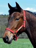 AM BLOODSTOCK presenterar: HISTORY AM 17-3410 mörkbrunt sto f. 7 maj 2017 17% franskt blod, 9% inavel Donato Hanover på franskt supermöderne! 101 Stall F DONATO HANOVER 1.08,5ak 21.401.