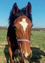 102 Stall E BOLD KNICK 17-1613 brun hingst f. 26 april 2017 29% franskt blod, 6% inavel Bold Eagle-hingst med syster i kulltoppen! BOLD EAGLE 1.08,4ak 4.131.670 euro 52 st: 39 8 0 ICETEA KNICK 1.