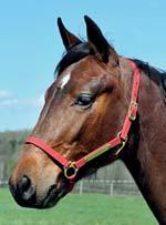 AM BLOODSTOCK presenterar: HERO AM 17-3386 brunt sto f. 21 februari 2017 43% franskt blod, 5% inavel Fransk flärd med amerikansk fart! 105 Stall F BRILLANTISSIME 1.11,0ak 8.204.