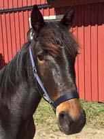 106 Stall B READY TONIGHT 17-1649 mörkbrun hingst f. 5 maj 2017 0% franskt blod, 12% inavel Muscle Hill på 1.O9-travande dubbelmiljonärska! MUSCLE HILL 1.08,5ak 25.059.