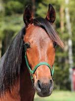 108 Stall C TÄVLINGSRÄTT RACING PROSPECT MENHAMMAR STUTERI presenterar tävlingsrätten i: COURTESAN 17-1028 brunt sto f. 28 februari 2017 14% franskt blod, 9% inavel Prix d Amérique-vinnare på 1.