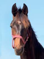 STUTTERI SIMONI presenterar: FIGHTER SIMONI 17-2896 mörkbrun hingst f. 25 maj 2017 32% franskt blod, 4% inavel Orlando Vici på Lady Ann Reeds möderne! 109 Stall C ORLANDO VICI 1.12,7am 7.698.