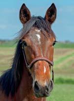 110 Stall D BOKO STABLES presenterar: KORBINIAN BOKO 17-1496 brun hingst f. 7 maj 2017 0% franskt blod, 12% inavel Muscle Hill-hingst med miljonärska som mamma! MUSCLE HILL 1.08,5ak 25.059.