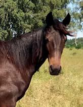 LENA MARTELL presenterar: GIN LADY 17-1546 svartbrunt sto f. 25 mars 2017 36% franskt blod, 4% inavel Ready Cash på trefaldig miljonärska! 111 Stall D READY CASH 1.10,3am 39.664.