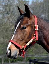 AM BLOODSTOCK presenterar: HEFNER AM 17-3392 brun hingst f. 7 maj 2017 11% franskt blod, 10% inavel Muscle Hill-hingst på Europatopp-sto! 113 Stall F MUSCLE HILL 1.08,5ak 25.059.