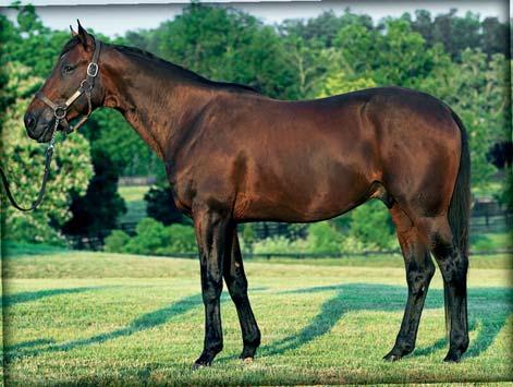 FATHER PATRICK Född 2011 e. Cantab Hall Gala Dream e. Enjoy Lavec *1.08,6a $2.600.