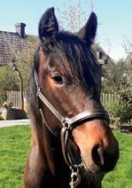 114 Stall D YLWA & PER-JOHAN ERIKSSON presenterar: ENGE JAS 17-2018 brun hingst f. 23 april 2017 27% franskt blod, 7% inavel Readly Express-hingst på fartfyllt möderne! READLY EXPRESS 1.09,9am 15.733.