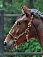 BROS STABLES presenterar: ROXY BROS 17-2689 brunt sto f. 4 juni 2017 0% franskt blod, 16% inavel Muscle Hill på 1.1O-mamma med superstam! 117 Stall B MUSCLE HILL 1.08,5ak 25.059.