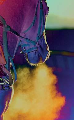 HORSE INSURANCE Coverholder at Baroncini är exklusiv distributör av hästförsäkringar för Neon i Europa Du får expertishjälp och ett stabilt internationellt företag med A+ -värderade Lloyds säkerhet!