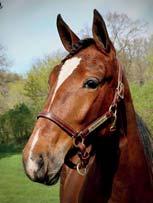 2 Stall A SISYFOS BREEDERS presenterar: HALETTE SISU 17-2558 ljusbrunt sto f. 14 maj 2017 44% franskt blod, 4% inavel Fransk styrka på amerikansk talang! BIRD PARKER 1.09,5ak 1.862.