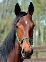MENHAMMAR STUTERI presenterar: CHEEK TO CHEEK 17-1318 ljusbrun hingst f. 21 april 2017 0% franskt blod, 13% inavel Trixton-hingst med rätt förutsättningar! 3 Stall C TRIXTON 1.08,7ak 6.200.