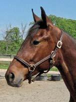 4 Stall B PRESTERA INTERNATIONAL presenterar: CASPER LANE 17-2794 brun hingst f. 30 april 2017 5% franskt blod, 10% inavel Maharajah-hingst på 1.1O-travande miljonärska! MAHARAJAH 1.10,3am 23.534.