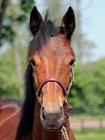 AJA 17-3594 brunt sto f. 20 maj 2017 0% franskt blod, 14% inavel Toppmöderne och Muscle Hill som morfar! 7 Stall E DONATO HANOVER 1.08,5ak 21.401.654 SEK 22 st: 19 1 2 SPARKLING KRONOS 1.12,9ak 97.