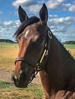 EM STABLES presenterar: LIVENLETDIEFOR EM 17-1111 brunt sto f. 19 april 2017 5% franskt blod, 13% inavel Toppfärskt amerikanskt på Victory Tilly-blod! 11 Stall B THE BANK 1.08,9ak 9.383.