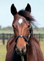 12 Stall E YOU COULD BE MINE 17-3023 brunt sto f. 27 april 2017 5% franskt blod, 11% inavel Trixton på mamma som tjänade sju miljoner kronor! TRIXTON 1.08,7ak 6.200.