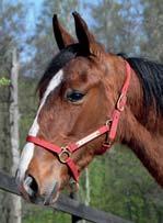14 Stall F AM BLOODSTOCK presenterar: HÖGOSTA AM 17-3394 ljusbrun hingst f. 18 april 2017 14% franskt blod, 10% inavel Mormor har lämnat Hambletonian-vinnare! JOKE FACE 1.10,3ak 7.231.