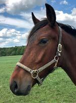 16 Stall F HYLLSTOFTA STUTERI presenterar: BRIDGE COMMANDER 17-1877 brunt hingst f. 24 juni 2017 23% franskt blod, 6% inavel Bold Eagle-hingst på supermöderne! BOLD EAGLE 1.08,4ak 4.131.