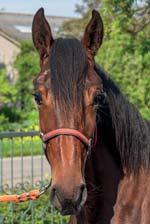 BOKO STABLES presenterar: KIMMISS BOKO 17-1610 brunt sto f. 12 maj 2017 7% franskt blod, 11% inavel Mamma vann BC-final här är första avkomman! 17 Stall D LAVEC KRONOS 1.09,9ak 5.783.