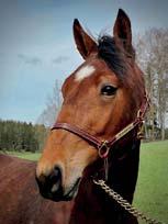 TÄVLINGSRÄTT RACING PROSPECT DONNA 17-2445 brunt sto f. 6 maj 2017 16% franskt blod, 9% inavel Donato Hanover på femfaldig miljonärska! 23 Stall A DONATO HANOVER 1.08,5ak 21.401.