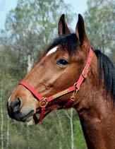 AM BLOODSTOCK presenterar: HAYMITCH AM 17-3398 ljusbrun hingst f. 30 maj 2017 11% franskt blod, 10% inavel Storloppsvinnare i varje led! 25 Stall F FATHER PATRICK 1.08,6ak 21.620.