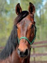 26 Stall C MENHAMMAR STUTERI presenterar: CAPPELLACCI 17-1190 brun hingst f. 30 april 2017 0% franskt blod, 12% inavel Mormor har lämnat Orecchietti! FROM ABOVE 1.10,1ak 8.344.