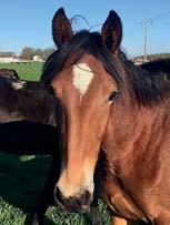 STAL QUATTRO presenterar: KABIRA DI QUATTRO 17-3322 brunt sto f. 3 juni 2017 12% franskt blod, 10% inavel Muscle Hill på Lady Ann Reeds möderne! 27 Stall A MUSCLE HILL 1.08,5ak 25.059.