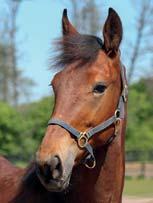 BAQLAWA MIL 17-1788 ljusbrun hingst f. 12 maj 2017 0% franskt blod, 11% inavel Donato-hingst med Grupp 1-vinnare som mamma! 29 Stall E DONATO HANOVER 1.08,5ak 21.401.
