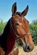 30 Stall C MILGUN STUD FARM presenterar: KEIRA DE VELUWE 17-3615 brunt sto f.10 maj 2017 0% franskt blod, 13% inavel En lillasyster till Brad de Veluwe! CONWAY HALL 1.10,5ak 6.400.