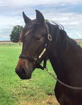 ALLEVAMENTO KRONOS presenterar: BLAZE KRONOS 17-2715 svartbrunt sto f. 14 april 2017 33% franskt blod, 5% inavel Ready Cash på Varenne-mödernet! 31 Stall B READY CASH 1.10,3am 39.664.