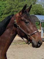 32 Stall B BRODDA STUTERI presenterar: GORDON BRODDE 17-2340 brun hingst f. 16 april 2017 15% franskt blod, 7% inavel Storebror är norsk kulltopp! INFINITIF 1.11,0ak 6.118.