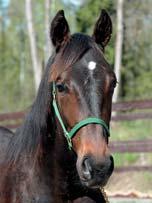 MENHAMMAR STUTERI presenterar: CANZONE 17-1129 mörkbrun hingst f. 16 april 2017 5% franskt blod, 14% inavel Maharajah-hingst på toppmöderne! 33 Stall C MAHARAJAH 1.10,3am 23.534.