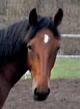 TÄVLINGSRÄTT RACING PROSPECT ALEBÄCKS STUTERI presenterar tävlingsrätten i: I.D.DAZZLE 17-2877 brunt sto f. 5 maj 2017 33% franskt blod, 4% inavel Fransk styrka på Cantab Hall-moder!