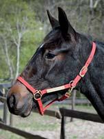 36 Stall F AM BLOODSTOCK presenterar: HINDENBURG AM 17-3400 svartbrun hingst f. 10 juni 2017 0% franskt blod, 13% inavel Trixton på en mamma som lämnar stjärnor! TRIXTON 1.08,7ak 6.200.