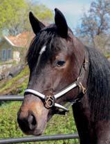 FLENMO EGENDOM presenterar: XANTHIS FORTUNE 17-1615 mörkbrunt sto f. 29 april 2017 23% franskt blod, 6% inavel Bold Eagle-sto med amerikanskt toppmöderne! 37 Stall B BOLD EAGLE 1.08,4ak 4.131.