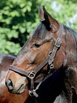 38 Stall D BOKO STABLES presenterar: KATJA A.BOKO 17-1745 mörkbrunt sto f. 25 maj 2017 0% franskt blod, 11% inavel En syster till sjufaldig miljonär! BROADWAY HALL 12,6ak 4.095.