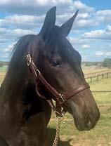 EM STABLES presenterar: LIQUIFY EM 17-1021 svartbrunt sto f. 16 mars 2017 1% franskt blod, 13% inavel Mamma har lämnat två miljonärer! 39 Stall B CRAZED 1.09,6ak 6.905.