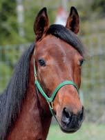 40 Stall C MENHAMMAR STUTERI presenterar: CLOUDLESS MORNING 17-1012 brun hingst f. 9 februari 2017 14% franskt blod, 9% inavel Prix d Amérique-vinnare på amerikansk klass! READLY EXPRESS 1.09,9am 15.