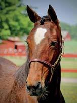 CHICA BOOM 17-2931 mörkbrunt sto f. 13 juni 2017 0% franskt blod, 10% inavel Mamma har lämnat fyra drömmilare! 41 Stall E PASTOR STEPHEN 1.10,1ak 7.267.012 SEK 24 st: 10 7 2 YVETTE SILVIO 1.