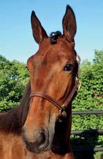 I WANT IT ALL 17-2695 brunt sto f.16 maj 2017 11% franskt blod, 13% inavel Donato-dotter med toppsto som mamma! DONATO HANOVER 1.08,5ak 21.401.