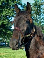 ACL STUTERI presenterar: FADE TO BLACK ÅS 17-2383 svartbrun hingst f. 26 april 2017 0% franskt blod, 18% inavel Trixton-hingst med toppmöderne! 45 Stall A TRIXTON 1.08,7ak 6.200.