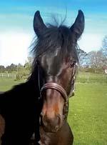 46 Stall D PER-JOHAN & YLWA ERIKSSON presenterar: ENGE DRAKEN 17-2019 svartbrun hingst f. 2 juni 2017 0% franskt blod, 13% inavel Mamma är syster med sexfaldig miljonär! ANDOVER HALL 1.09,4ak 8.971.