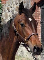 PRESTERA INTERNATIONAL presenterar: RACING LANE 17-2912 mörkbrun hingst f. 30 april 2017 11% franskt blod, 10% inavel Muscle Hill på en syster till Arch Madness! 49 Stall B MUSCLE HILL 1.08,5ak 25.