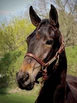 50 Stall A SISYFOS BREEDERS presenterar: HAZELNUT SISU 17-2557 svartbrunt sto f. 25 maj 2017 0% franskt blod, 13% inavel Topphästar i varje generation! CHOCOLATIER 1.09,2ak 9.003.