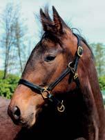 HOLY GROUND 17-3590 svartbrun hingst f. 24 maj 2017 0% franskt blod, 15% inavel Mer spännande än så här blir det inte! 51 Stall E FATHER PATRICK 1.08,6ak 21.620.