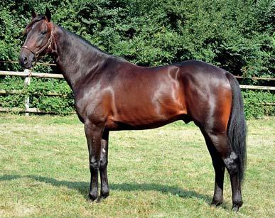 BETÄCKNINGSRÄTT/BREEDING RIGHT No 20 FOR FOREIGN MARE: BIRD PARKER Brun hingst f. 3 maj 2011 55 Tidig talang med styrka som få! READY CASH 1.10,3am 39.664.535 SEK 66 st: 40-8-3 BELISHA 1.16,0m 60.