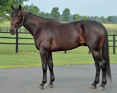 FORCE KENWOOD SCAMPER Meriter Som tvååring: Tvåa International Stallion Stake Som treåring: Vinnare Hambletonian Stakes, Goodtimes, New Jersey Sire Stakes, tvåa Simcoe Stakes, trea Stanley Dancer