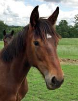 ECURIE JEAN PIERRE BARJON presenterar: MISTER HERCULES 17-3614 ljusbrun hingst f. 6 maj 2017 10% franskt blod, 12% inavel Amerikansk speed på fransk klass! 59 Stall F TRIXTON 1.08,7ak 6.200.