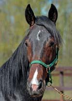 64 Stall C MENHAMMAR STUTERI presenterar: CALAMARI 17-1053 mörkbrun hingst f. 15 mars 2017 5% franskt blod, 13% inavel Mammas första avkomma är miljonär! MAHARAJAH 1.10,3am 23.534.