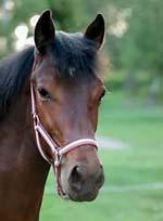 66 Stall E STALL HÖG SPÄNNING presenterar: JAPIRO STAR 17-2930 brun hingst f. 2 juni 2017 5% franskt blod, 12% inavel Fartfylld moders första avkomma! MAHARAJAH 1.10,3am 23.534.